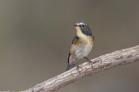 Animal, Bird, Bluebird, Finch, Jay